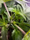 Day 27 Topped Node (29 June).jpg