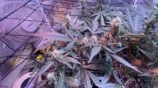 IMG_6849.jpeg