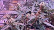 IMG_6850.jpeg