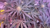 IMG_6855.jpeg