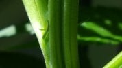Plant female or not 3.jpg