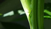 Plant female or not 4.jpg