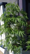 Plant#1.jpg