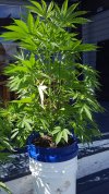 Plant#2.jpg