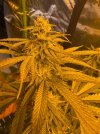 IMG_3890.jpeg