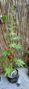 IMG_2991.jpeg