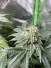 IMG_1832.jpeg