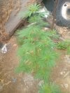 IMG_20250702_085700540.jpg