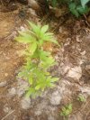 IMG_20250702_085041664.jpg