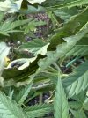 IMG_2409.jpeg