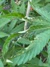 IMG_2419.jpeg