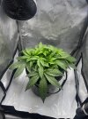 Day 28 Plant (30 June).jpg
