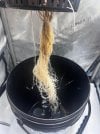 Day 28 Roots (30 June).jpg