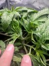 Day 30 Topped Node (2 July).jpg