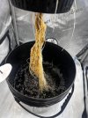Day 30 Roots (2 July).jpg