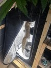 Day 31 Roots (3 July).jpg