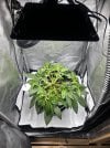 Day 31 LST (3 July).jpg