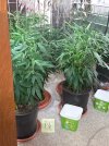 repot.water.20250704_104921.jpg