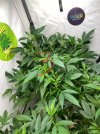 IMG_0424.jpeg