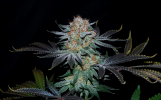 Wondermelon_S1_feminized_3Thirteen_Seeds_1.1resized.png