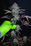 Wondermelon_S1_Feminized_3Thirteen_Seeds_2-COPY.png