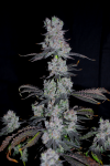 Wondermelon_S1_Feminized_3Thirteen_Seeds_number5-copy.png