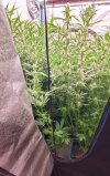 20250706_062541.jpg