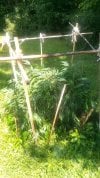 IMG_20250706_130917.jpg