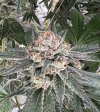 IMG_2976.jpeg