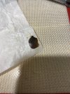 IMG_0488.jpeg