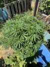 IMG_1406.jpeg