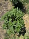 IMG_1407.jpeg