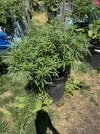 IMG_1404.jpeg