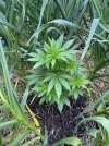 IMG_3178.jpeg IMG_3178.jpeg