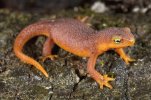 Newt-2.jpg
