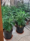 cut back and regrow happy july 20250711_151741.jpg