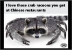 Raccoon.jpg