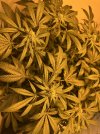IMG_1743.jpeg