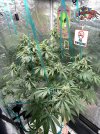 IMG_0133.jpeg