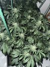 IMG_1761.jpeg