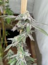 IMG_6006.jpeg