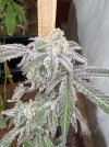 IMG_6005.jpeg