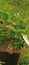 IMG_20250716_193546564.jpg