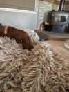 IMG_0600.jpeg