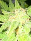 IMG_0039.jpeg