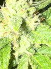 IMG_0038.jpeg