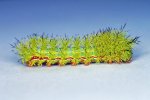 io-moth-caterpillar-larah-mcelroy.jpg