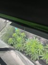 IMG_5779.jpeg
