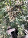 IMG_5058.jpeg