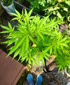 IMG_3425.jpeg